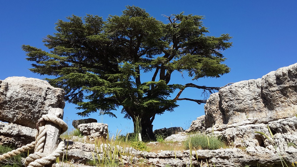 Tannourine Cedar Reserve in northern Lebanon